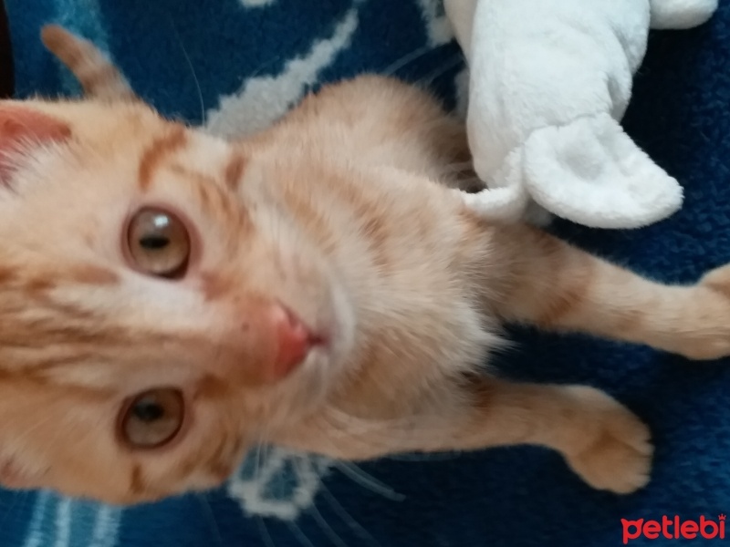 Sarman, Kedi  Fevzi fotoğrafı