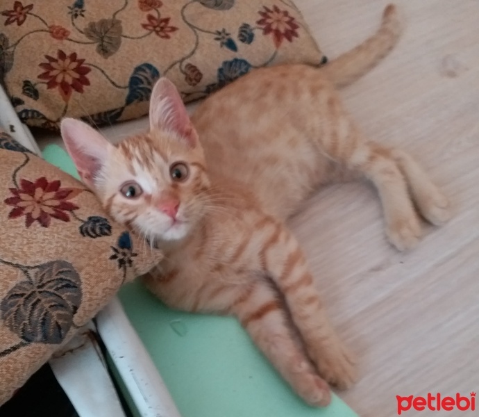 Sarman, Kedi  Fevzi fotoğrafı
