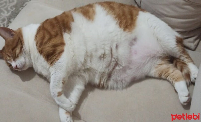 Sarman, Kedi  Miniş fotoğrafı