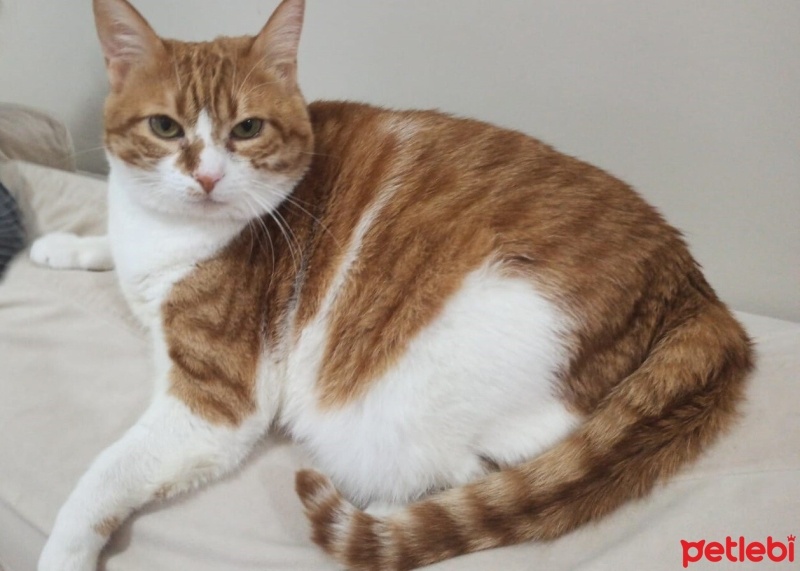 Sarman, Kedi  Miniş fotoğrafı