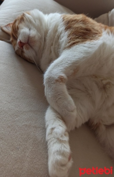 Sarman, Kedi  Miniş fotoğrafı