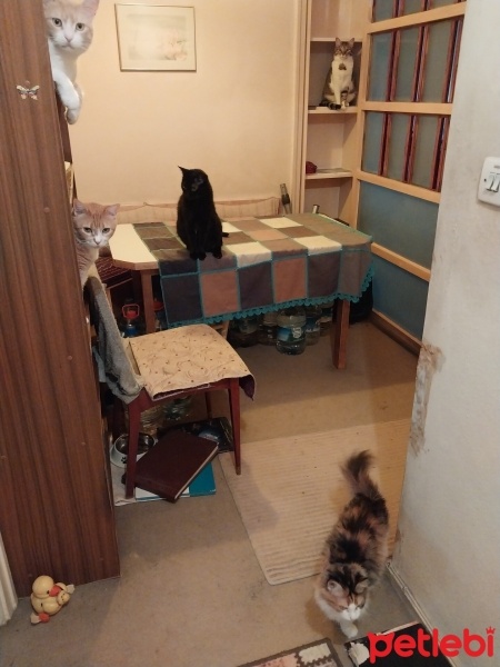 Sarman, Kedi  ANNE fotoğrafı