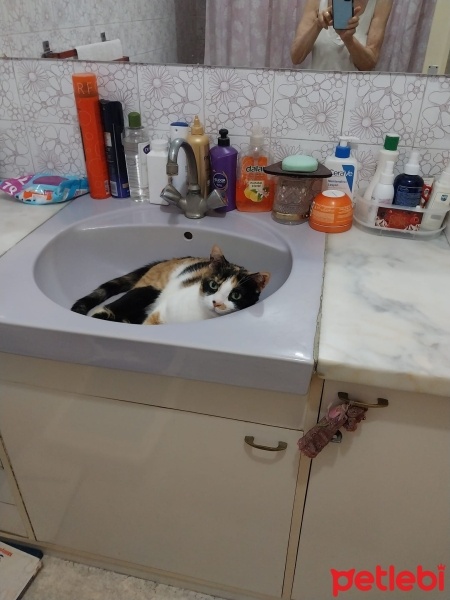 Tekir Kedi, Kedi  NAZ fotoğrafı