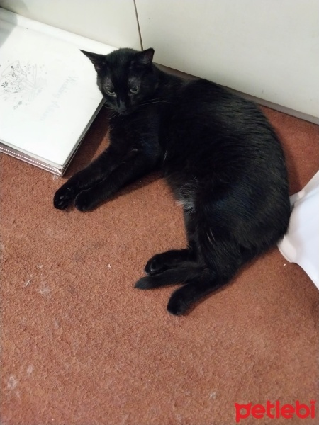 Bombay, Kedi  LEYLA fotoğrafı