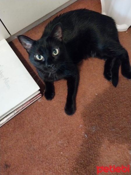 Bombay, Kedi  LEYLA fotoğrafı