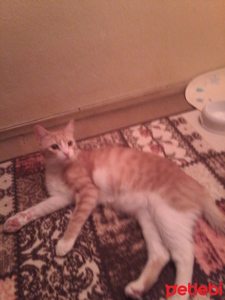 Sarman, Kedi  MAVİ fotoğrafı