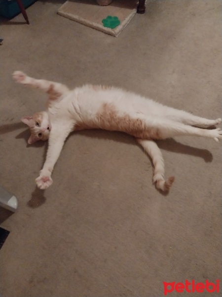 Sarman, Kedi  MAVİ fotoğrafı