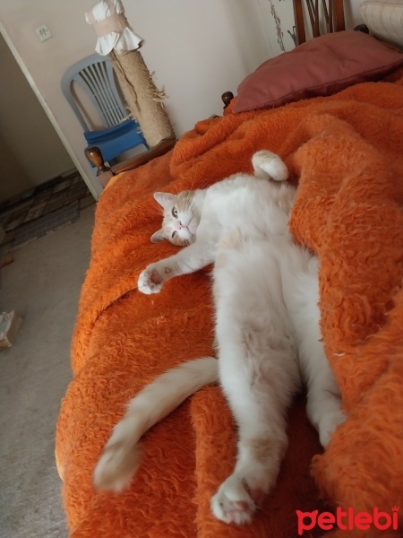 Sarman, Kedi  MAVİ fotoğrafı