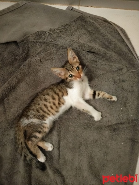 Tekir Kedi, Kedi  KARAMEL fotoğrafı
