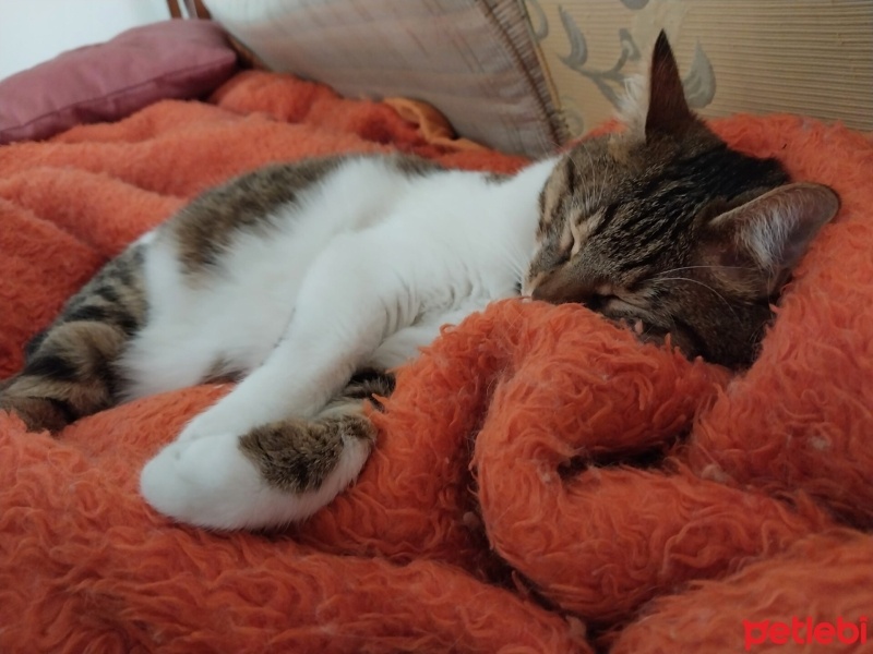 Tekir Kedi, Kedi  KARAMEL fotoğrafı