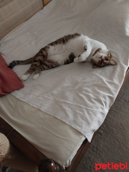 Tekir Kedi, Kedi  KARAMEL fotoğrafı