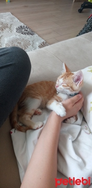 Tekir Kedi, Kedi  Tarçın fotoğrafı