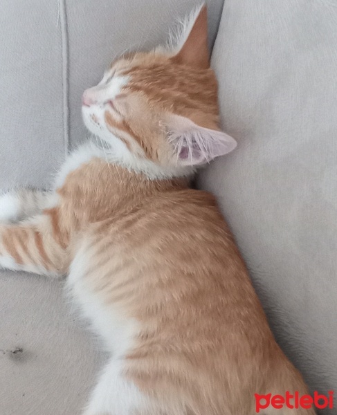 Tekir Kedi, Kedi  Tarçın fotoğrafı