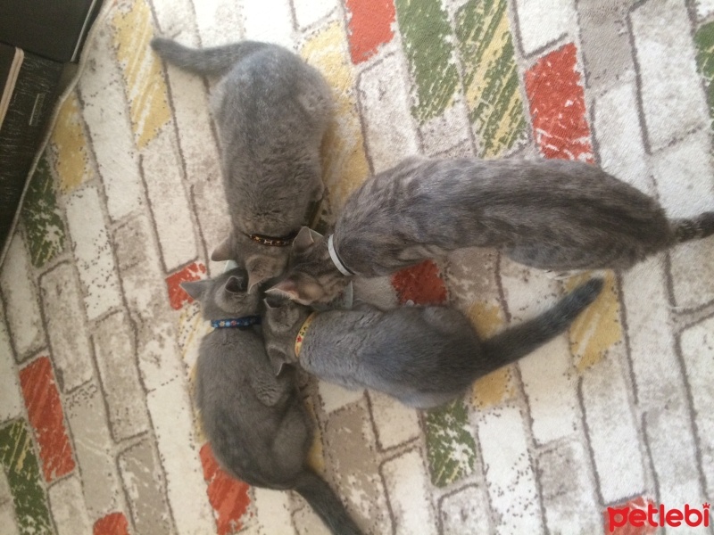 British Shorthair, Kedi  Kızım Aslan Cesur Mina fotoğrafı