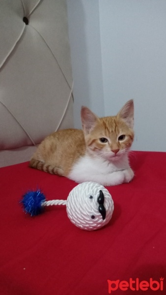 Sarman, Kedi  Zerdali fotoğrafı