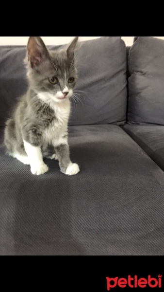 Scottish Fold, Kedi  Luna fotoğrafı