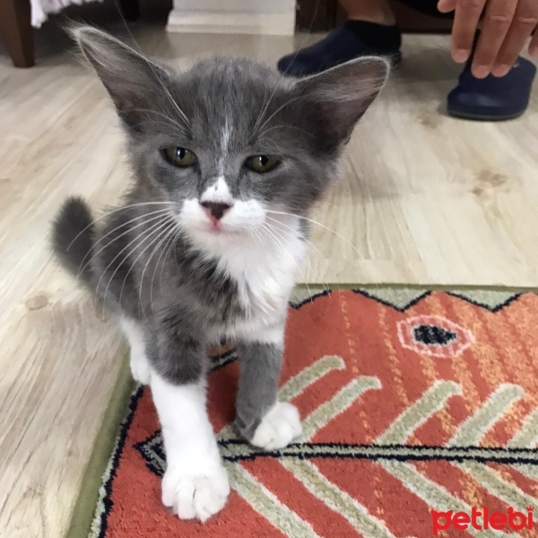 Scottish Fold, Kedi  Luna fotoğrafı