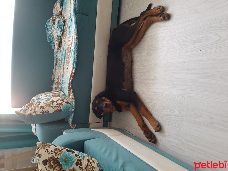 Rottweiler, Köpek  Hera fotoğrafı