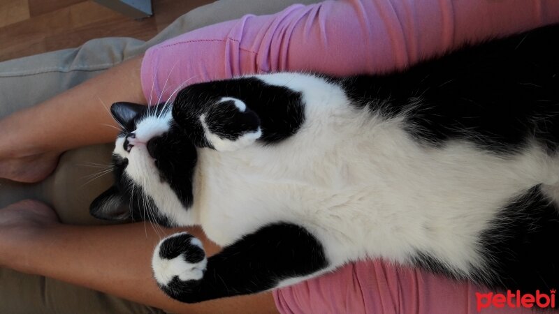 Tuxedo (Smokin) Kedi, Kedi  Ali Rıza fotoğrafı