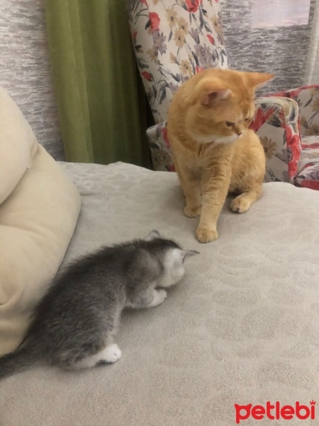 British Shorthair, Kedi  cesur fotoğrafı