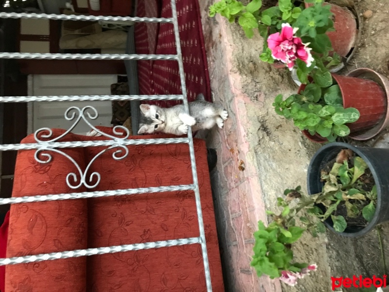 British Shorthair, Kedi  cesur fotoğrafı