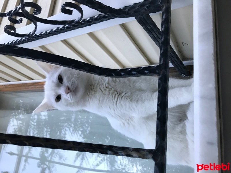 British Shorthair, Kedi  cesur fotoğrafı