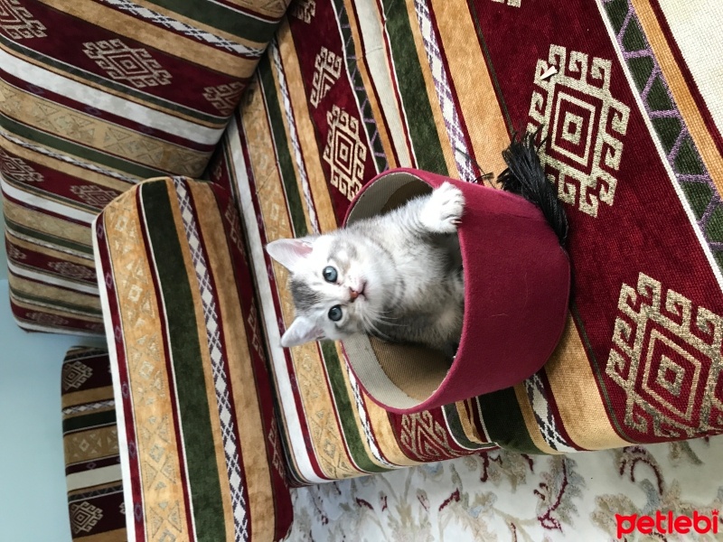 British Shorthair, Kedi  cesur fotoğrafı