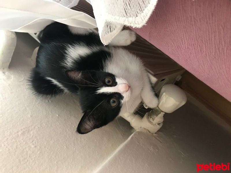 Tekir Kedi, Kedi  Şila fotoğrafı