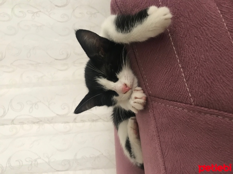 Tekir Kedi, Kedi  Şila fotoğrafı