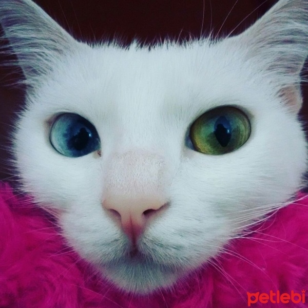 Ankara Kedisi, Kedi  Muazzez fotoğrafı