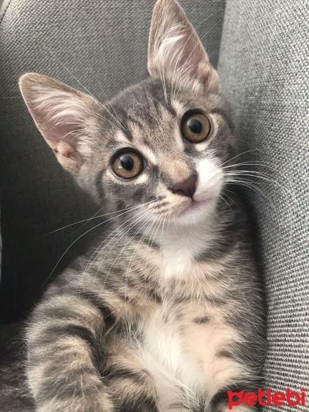 Tekir Kedi, Kedi  Fiko fotoğrafı