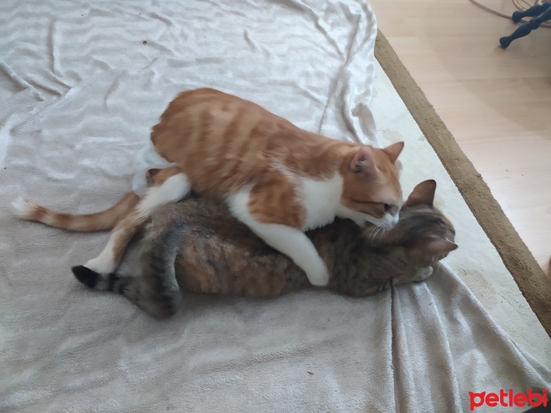 Tekir Kedi, Kedi  Sıcak,Ata,Devlet, Işık,Tontirik,Cimcime,pekmez, re fotoğrafı