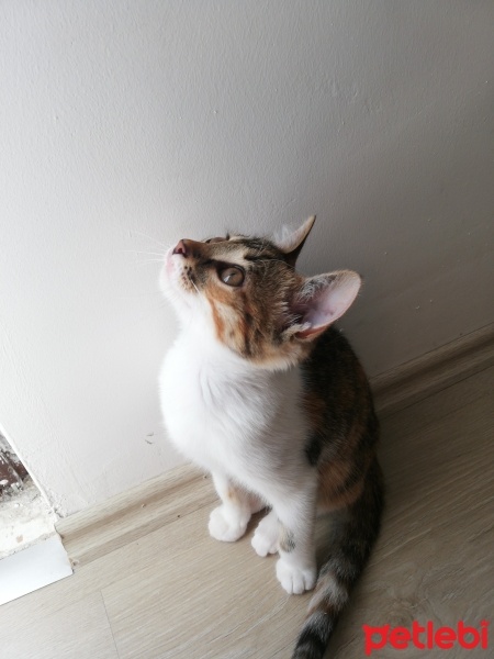 Tekir Kedi, Kedi  Şans fotoğrafı