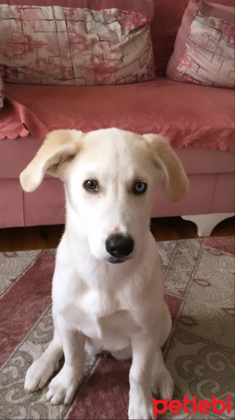 Sibirya Kurdu (Husky), Köpek  Tina fotoğrafı