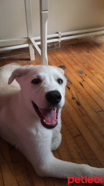Sibirya Kurdu (Husky), Köpek  Tina fotoğrafı