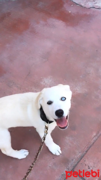 Sibirya Kurdu (Husky), Köpek  Tina fotoğrafı