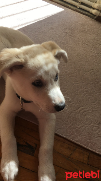 Sibirya Kurdu (Husky), Köpek  Tina fotoğrafı