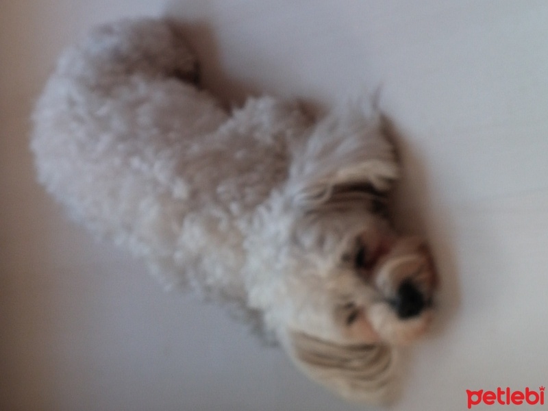 Bichon Frise, Köpek  Cindy fotoğrafı