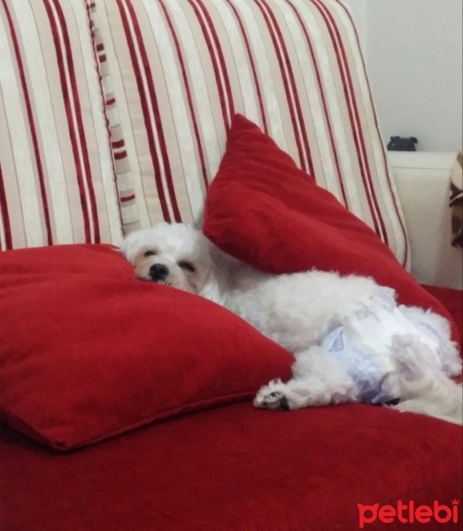 Bichon Frise, Köpek  Cindy fotoğrafı