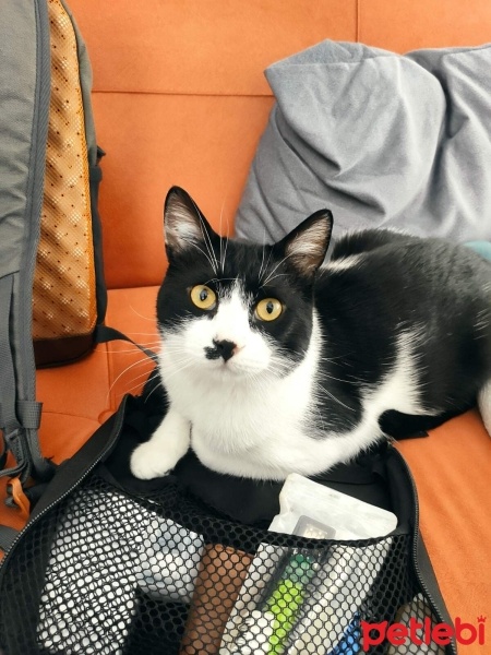 Tuxedo (Smokin) Kedi, Kedi  Kido fotoğrafı