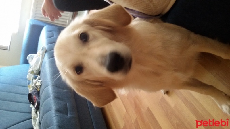 Golden Retriever, Köpek  Ross fotoğrafı