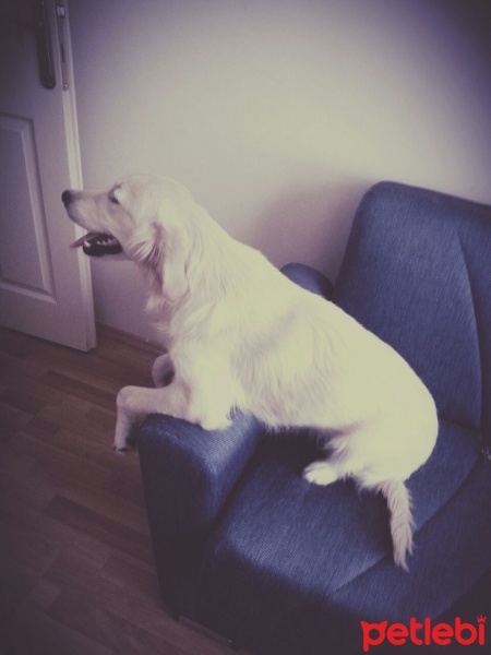 Golden Retriever, Köpek  Ross fotoğrafı