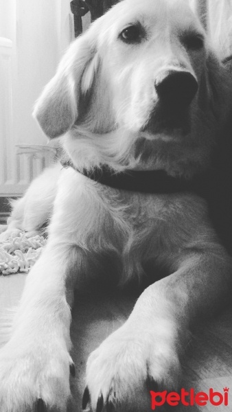 Golden Retriever, Köpek  Ross fotoğrafı