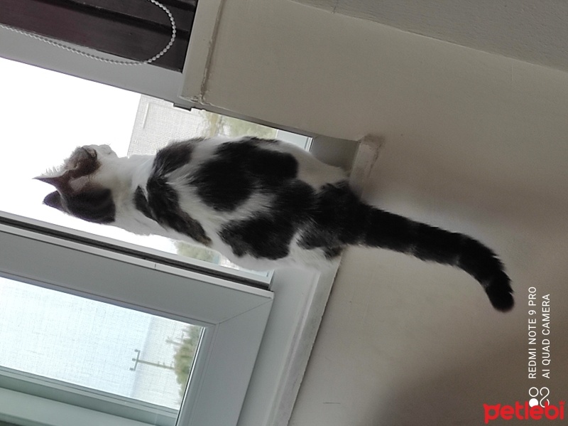 Tekir Kedi, Kedi  Cookie fotoğrafı