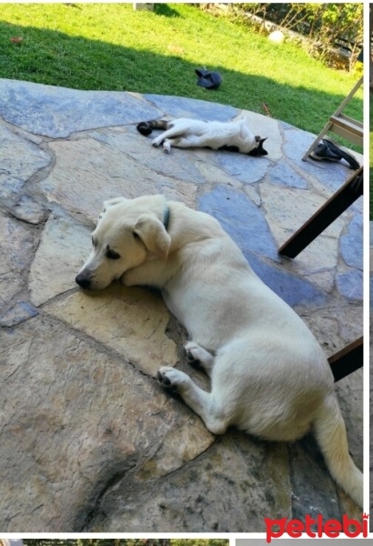 Akbaş, Köpek  Tori Dikkuyruk fotoğrafı