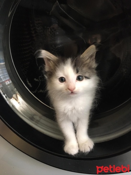 Tekir Kedi, Kedi  Sushi fotoğrafı