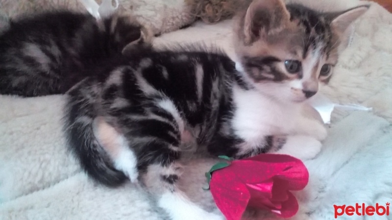 Tekir Kedi, Kedi  Junior fotoğrafı