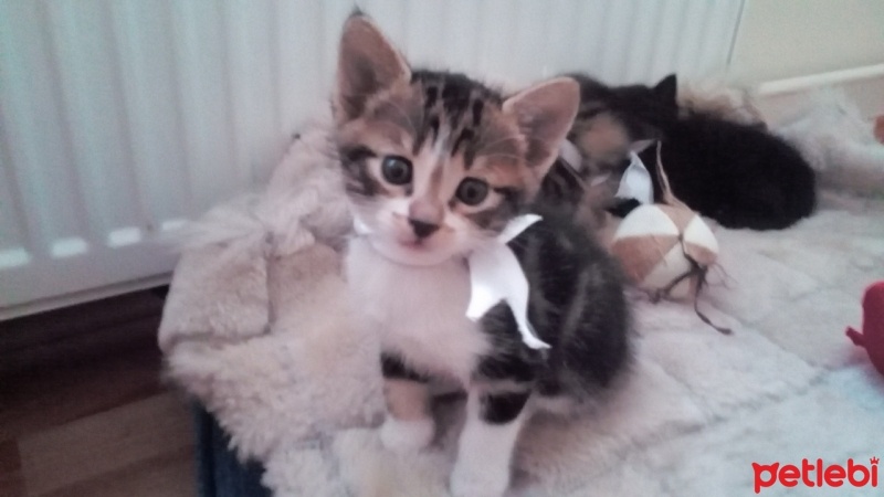 Tekir Kedi, Kedi  Junior fotoğrafı