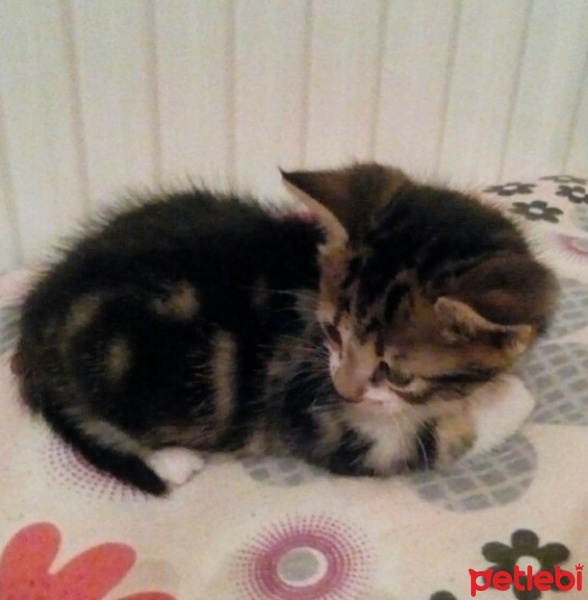 Tekir Kedi, Kedi  Junior fotoğrafı