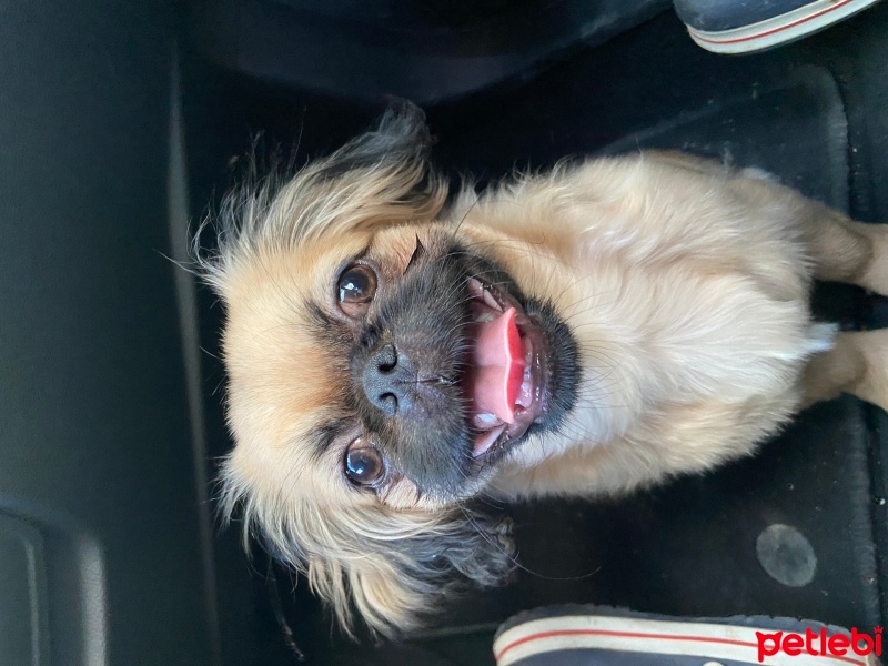 Pekingese, Köpek  Bonny fotoğrafı